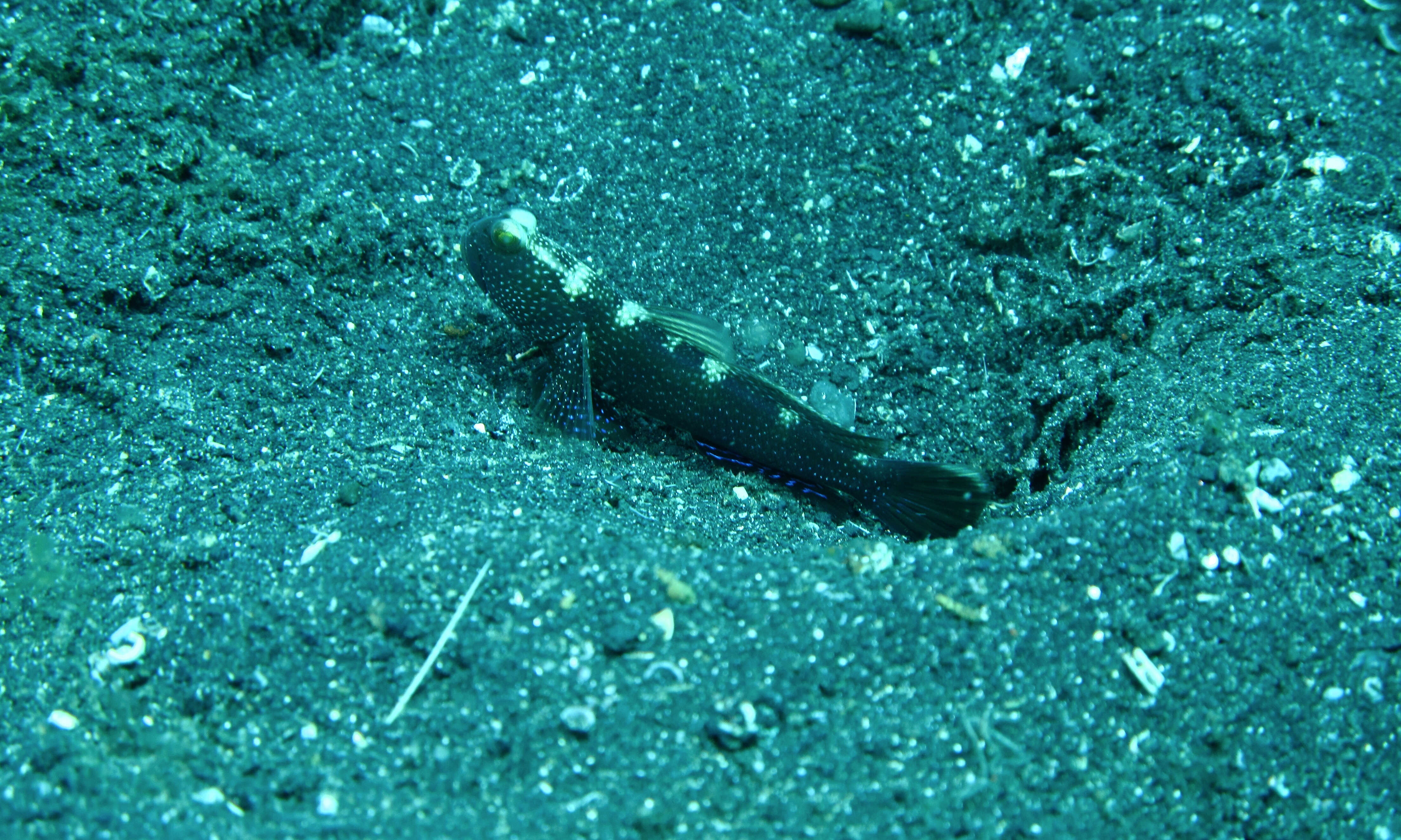 Image of Watchman goby