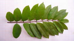 Image of Zanthoxylum petiolare A. St.-Hil. & Tul.