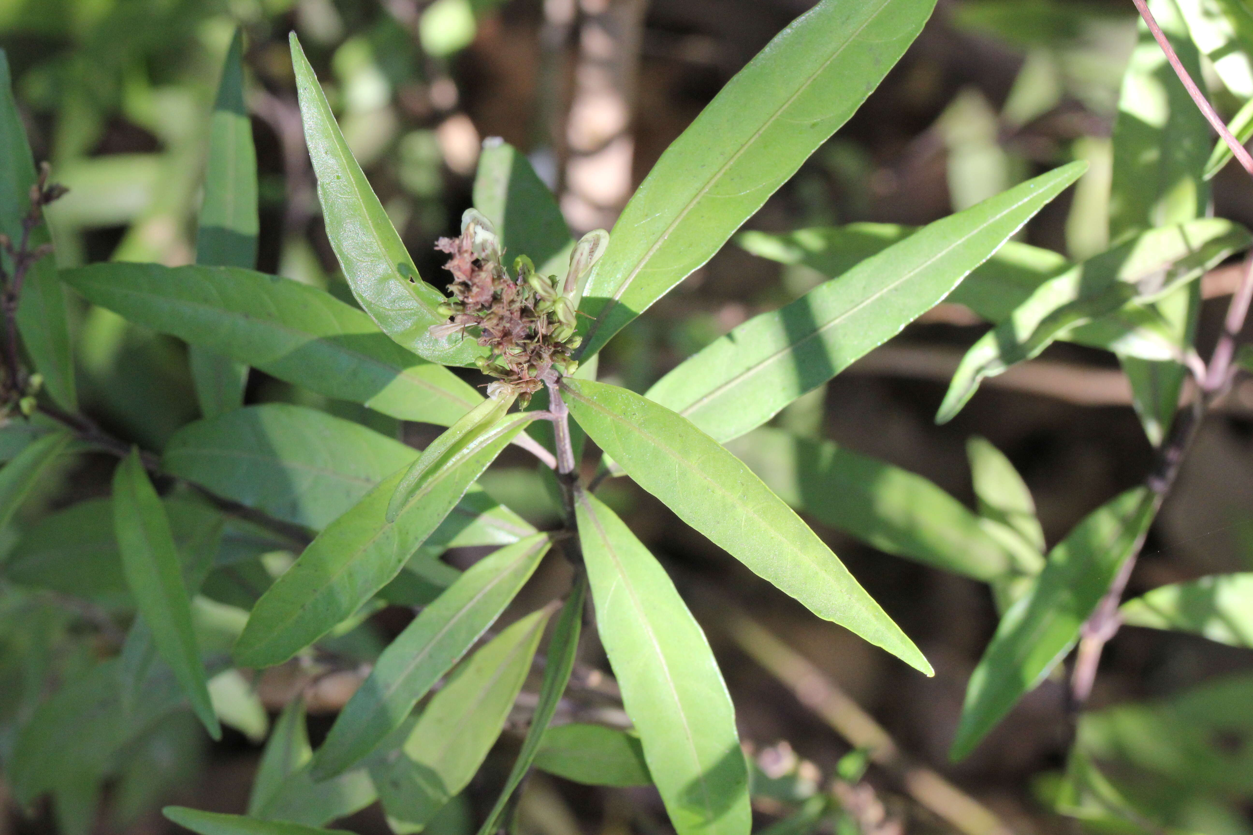 Image of Justicia gendarussa Burm. fil.