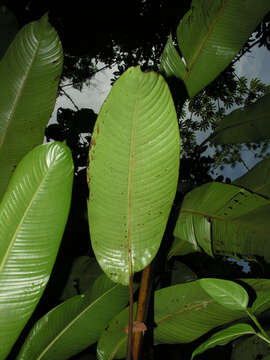 Image of Heliconia trichocarpa G. S. Daniels & F. G. Stiles