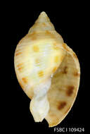 Image of Phaliinae Beu 1981