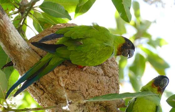 Image of Aratinga Spix 1824