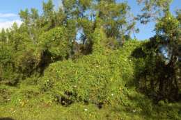 Image of Moonflower or moon vine