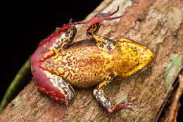 Image of Warszewitsch's Frog