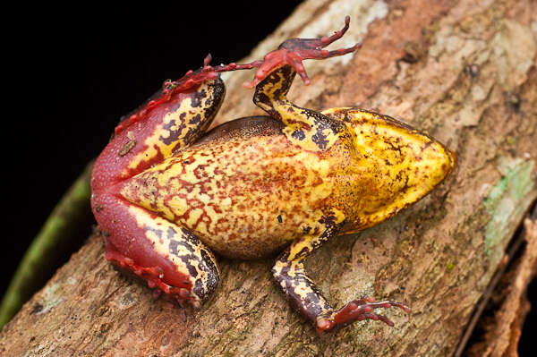 Sivun Lithobates warszewitschii (Schmidt 1857) kuva