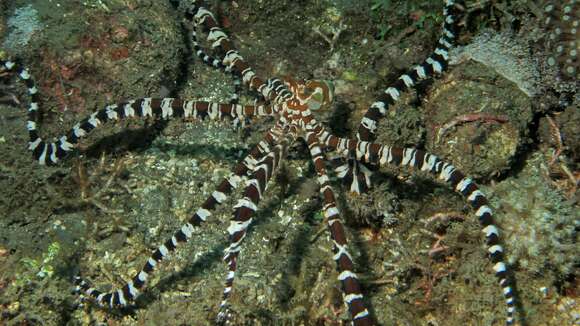 Image of Wunderpus Hochberg, Norman & Finn 2006