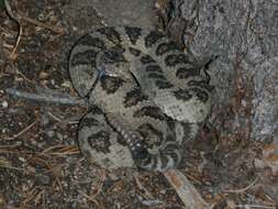 Image of Northern Pacific Rattlesnake