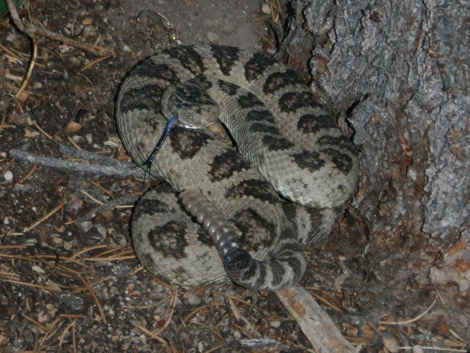 Image of Crotalus oreganus lutosus Klauber 1930