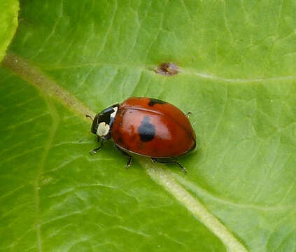 Plancia ëd Adalia bipunctata (Linnaeus 1758)