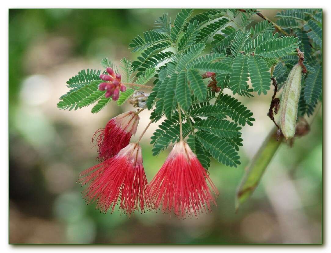 Imagem de Calliandra californica Benth.