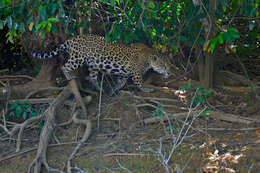 Image of Jaguar