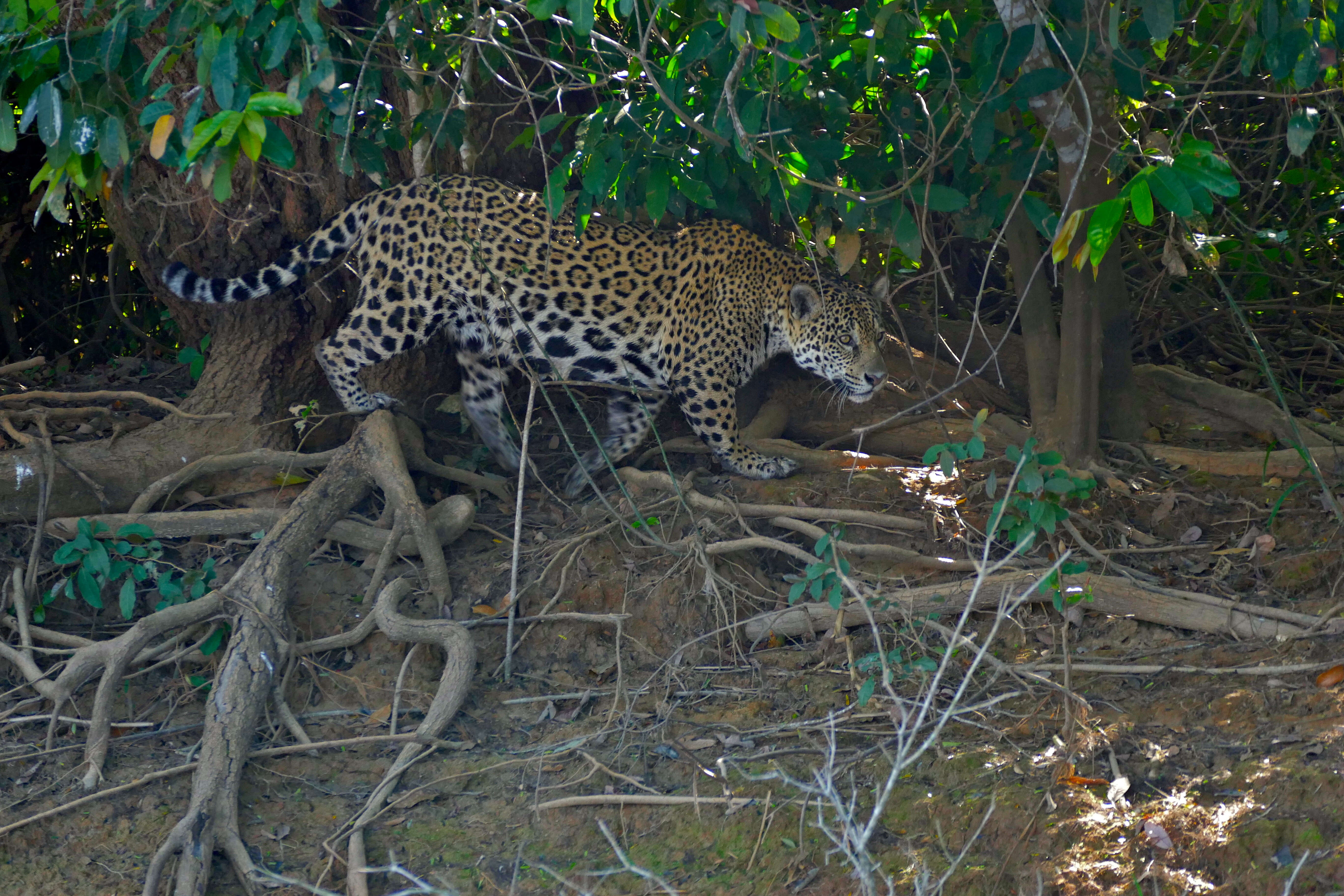 Image of Jaguar