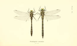 Image of Cordulegastroidea