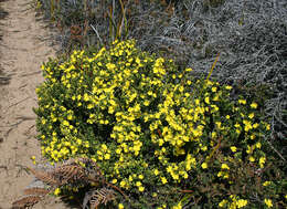 Image of Hibbertia riparia (R. Br. ex DC.) Hoogland