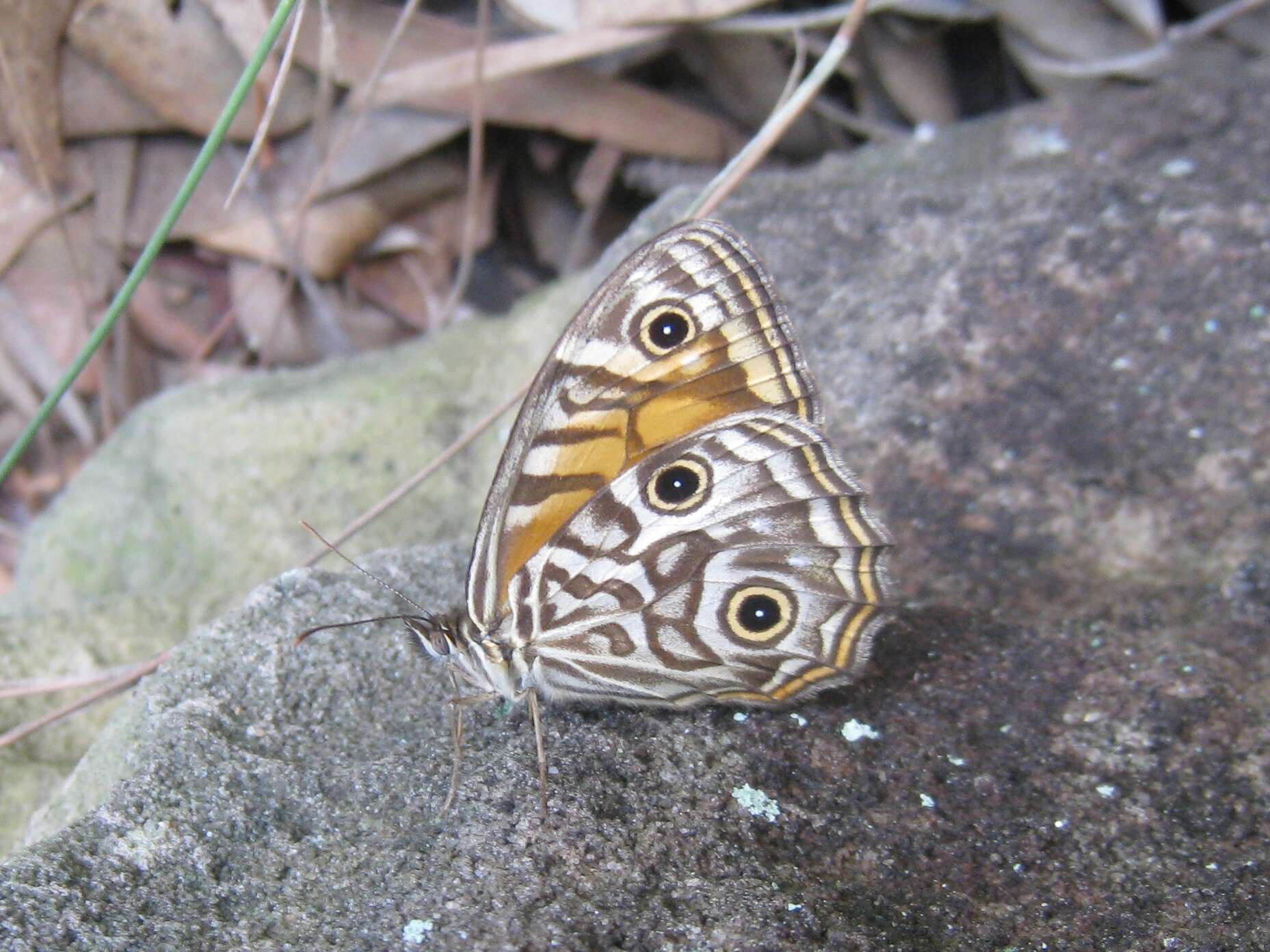 Image of Geitoneura