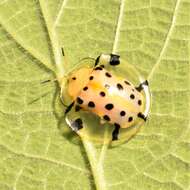 Image of Asian Spotted Tortoise Beetle