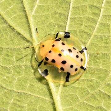 Image of Aspidimorpha (Aspidimorpha) miliaris (Fabricius 1775)