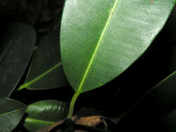 Ficus crassiuscula Warb. ex Standl.的圖片