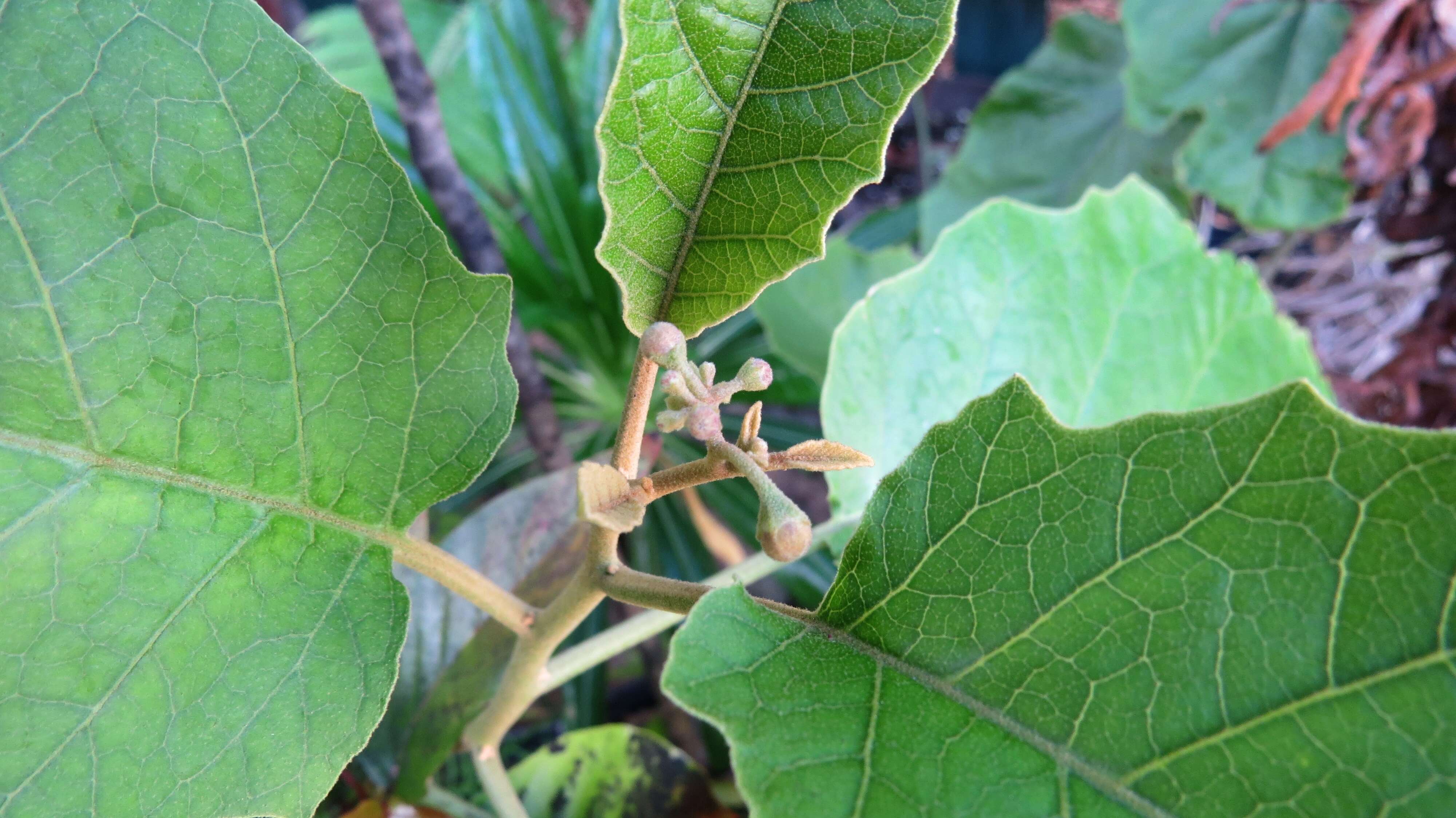 Image of Hawai'i horsenettle