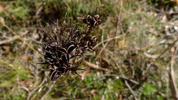 Image of Haemodorum planifolium R. Br.