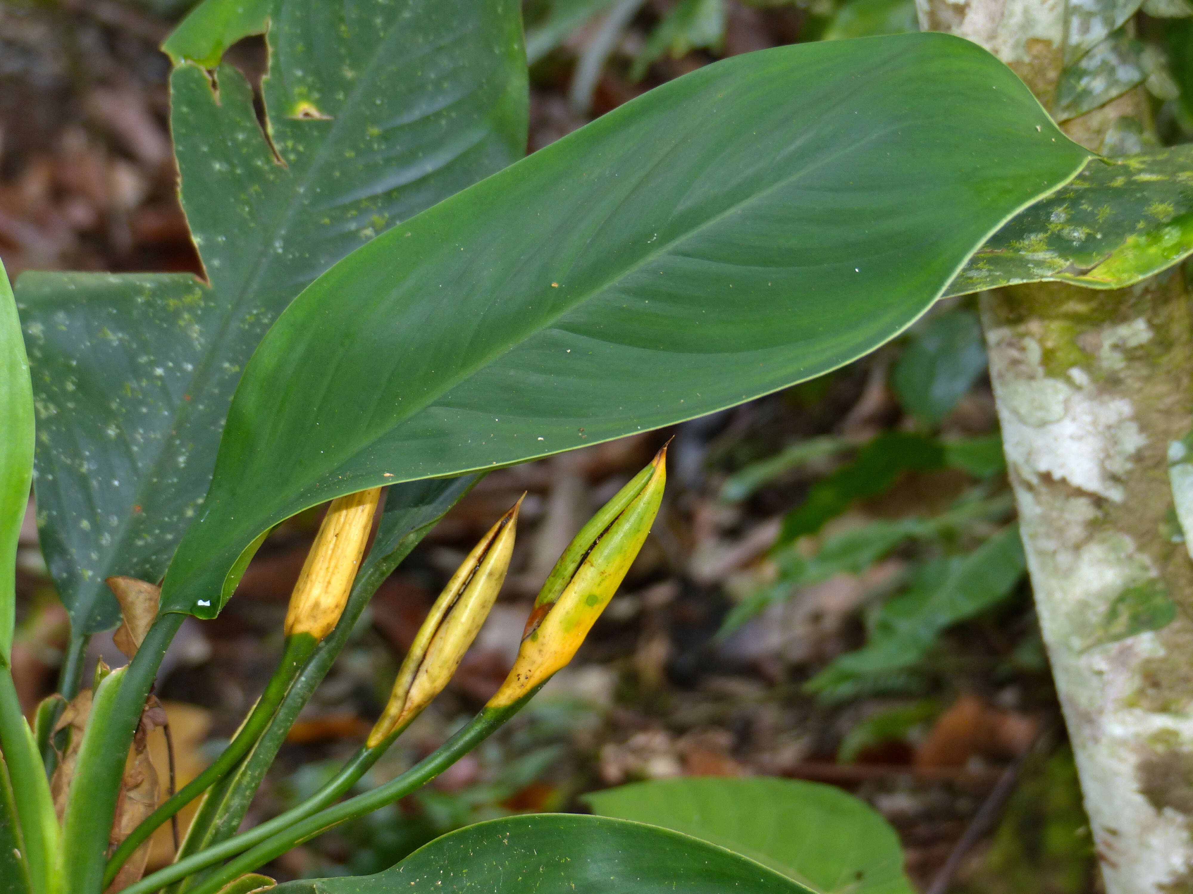 Image of Aglaonema nitidum (Jack) Kunth