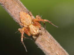 Image of lynx spider