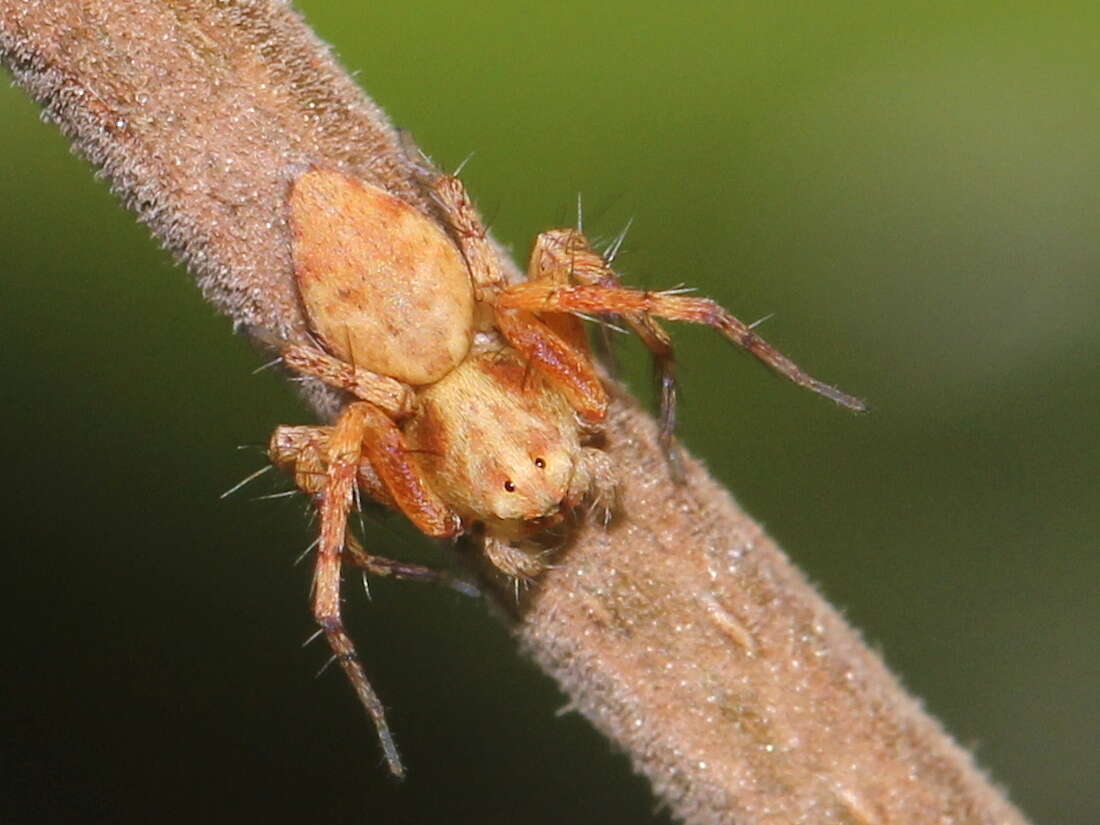 Image of lynx spider