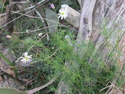 Image of Brachyscome multifida DC.