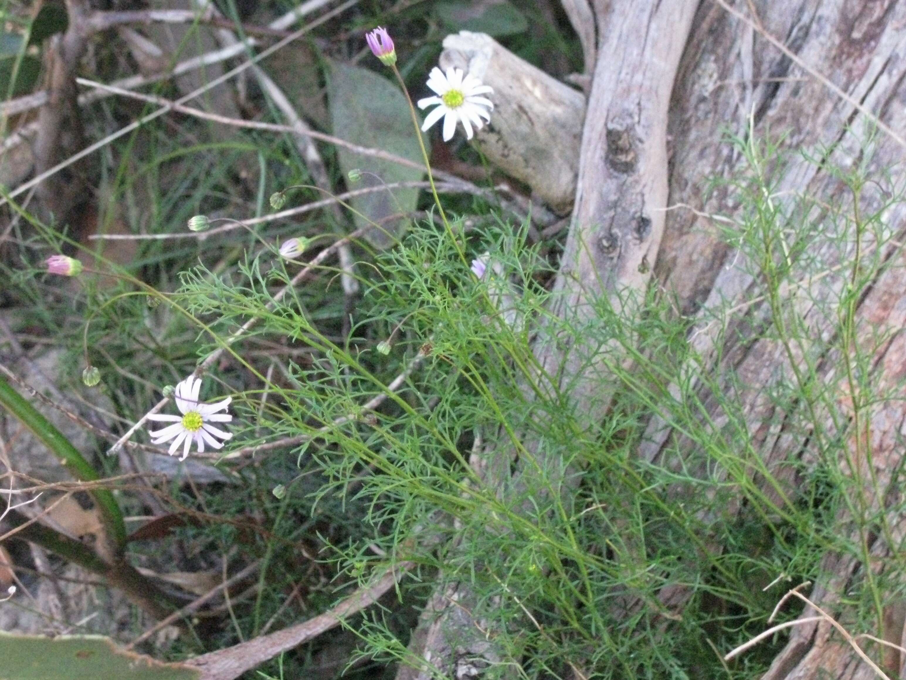 Image of Brachyscome multifida DC.