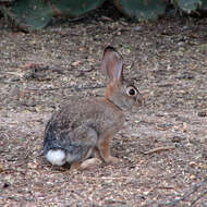 Image of Cottontail rabbit