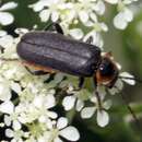 Image of Cantharis xanthoporpa