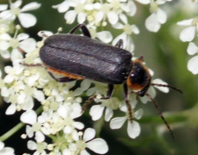 Image of Cantharis