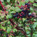 Image of Vaccinium ovatum saporosum