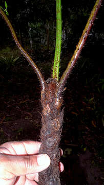 Image of Cyathea microdonta (Desv.) Domin