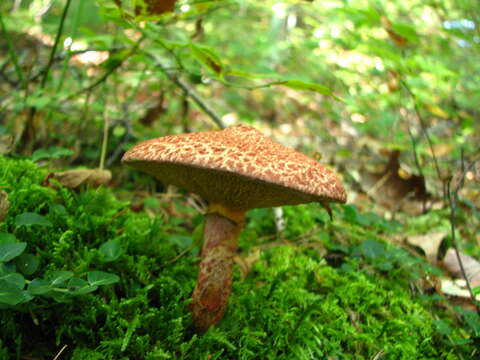 Image of Clinton’s boletus