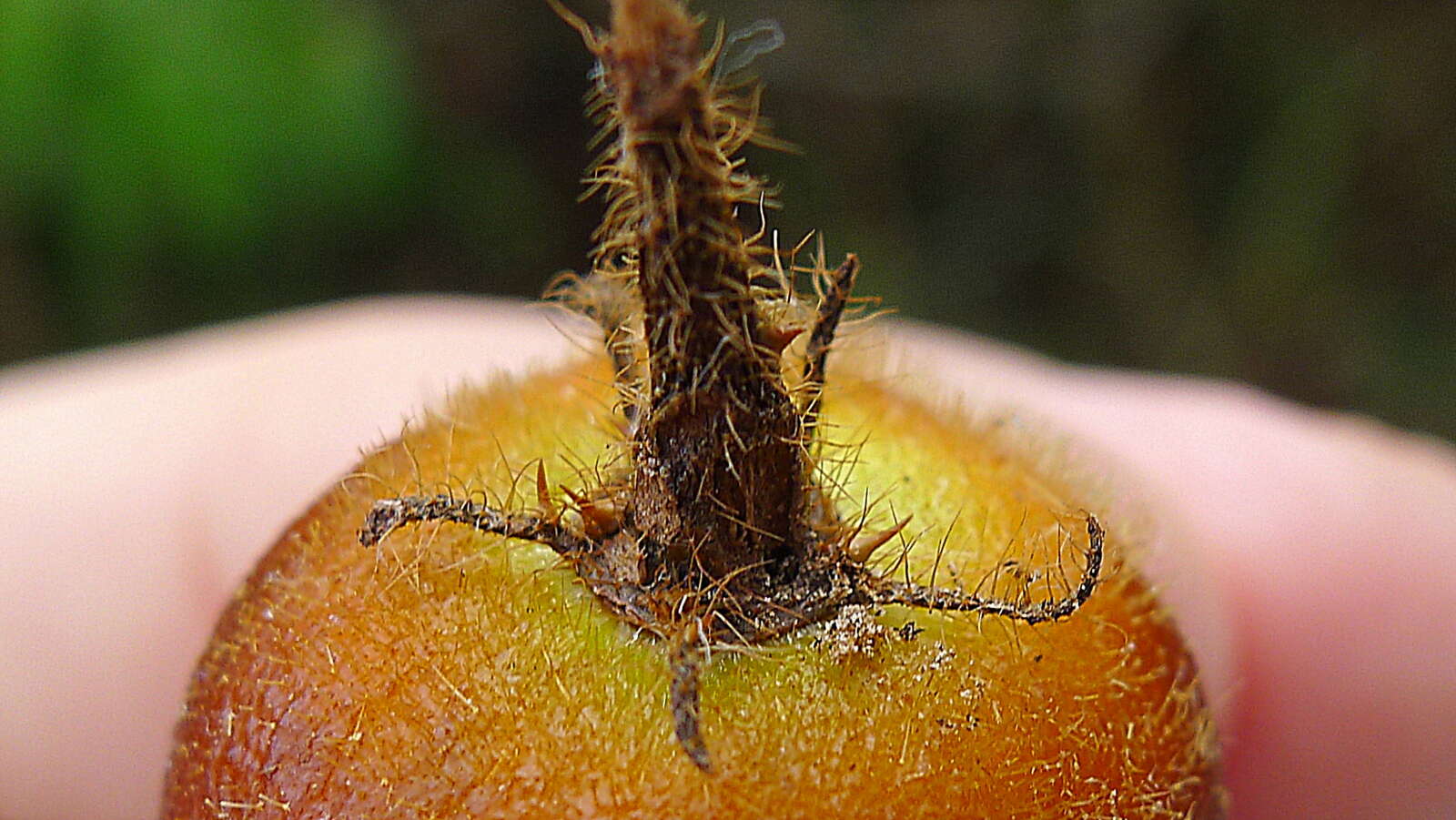 Слика од Solanum rupincola Sendtn.