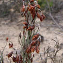 Image of Hypolaena fastigiata R. Br.