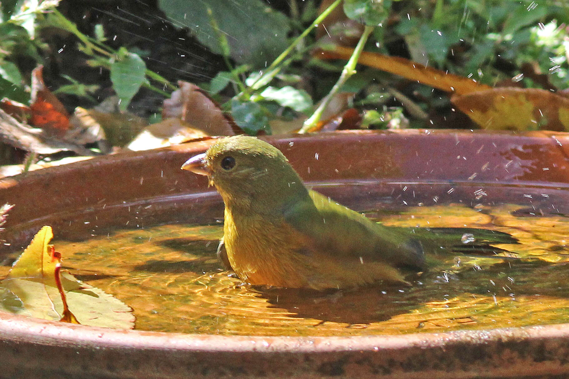 Image of Painted Bunting