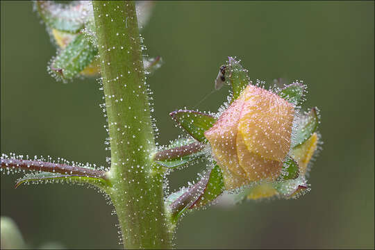 Imagem de Verbascum blattaria L.