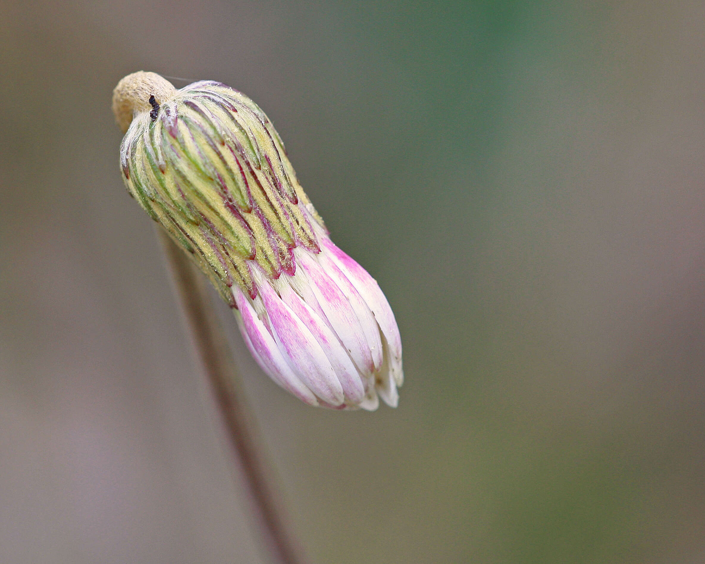 Image of woolly sunbonnets