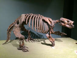 Image of mylodont ground sloths