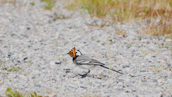 Image of Pied Wagtail and White Wagtail