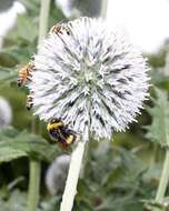 Image of globethistle