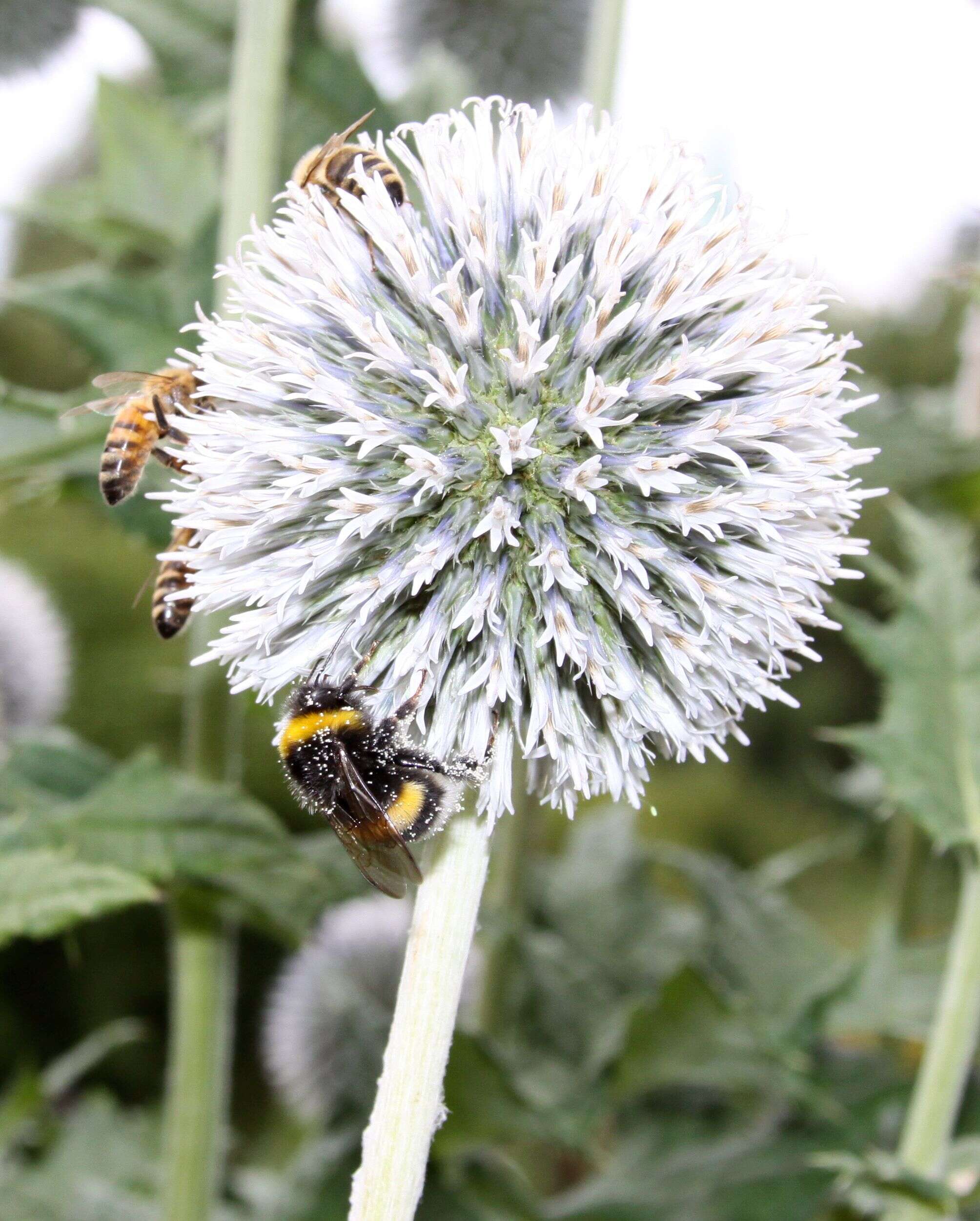 Echinops sphaerocephalus L. resmi