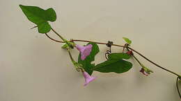 Image of Ipomoea cynanchifolia Meisn.