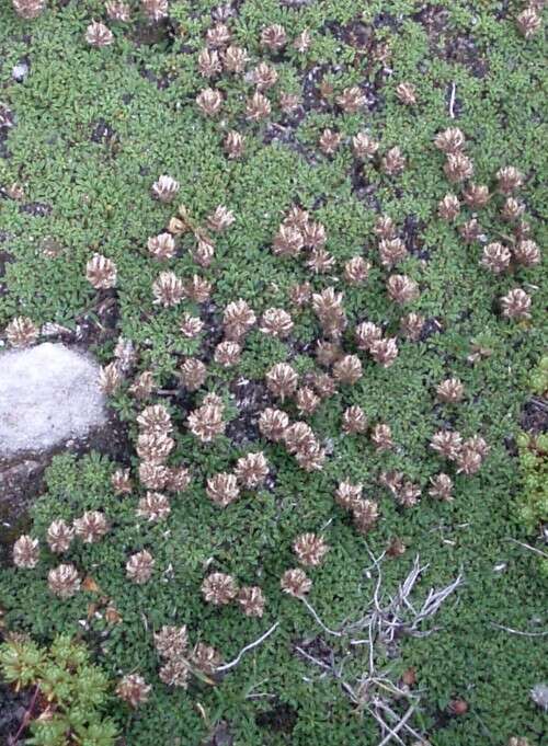 Image of Globe Daisies