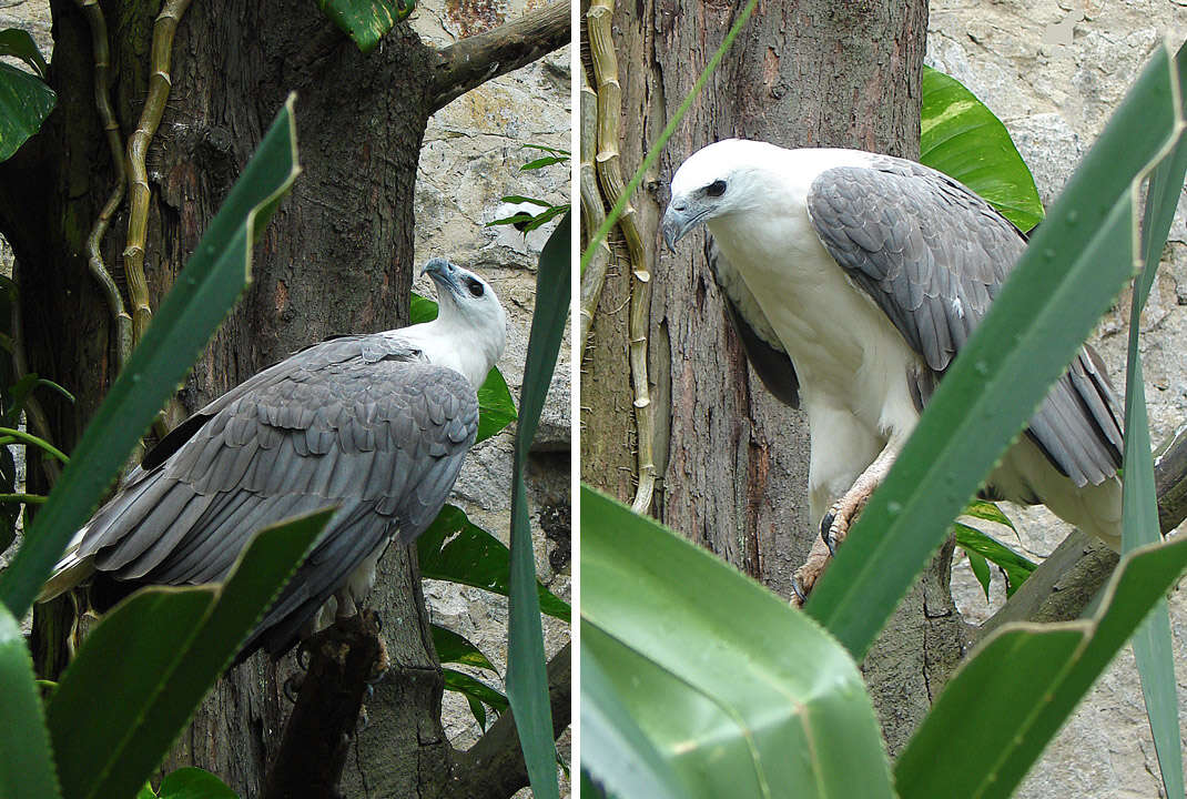 Image of Sea eagles