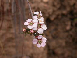 Sivun Leptospermum multicaule A. Cunn. kuva