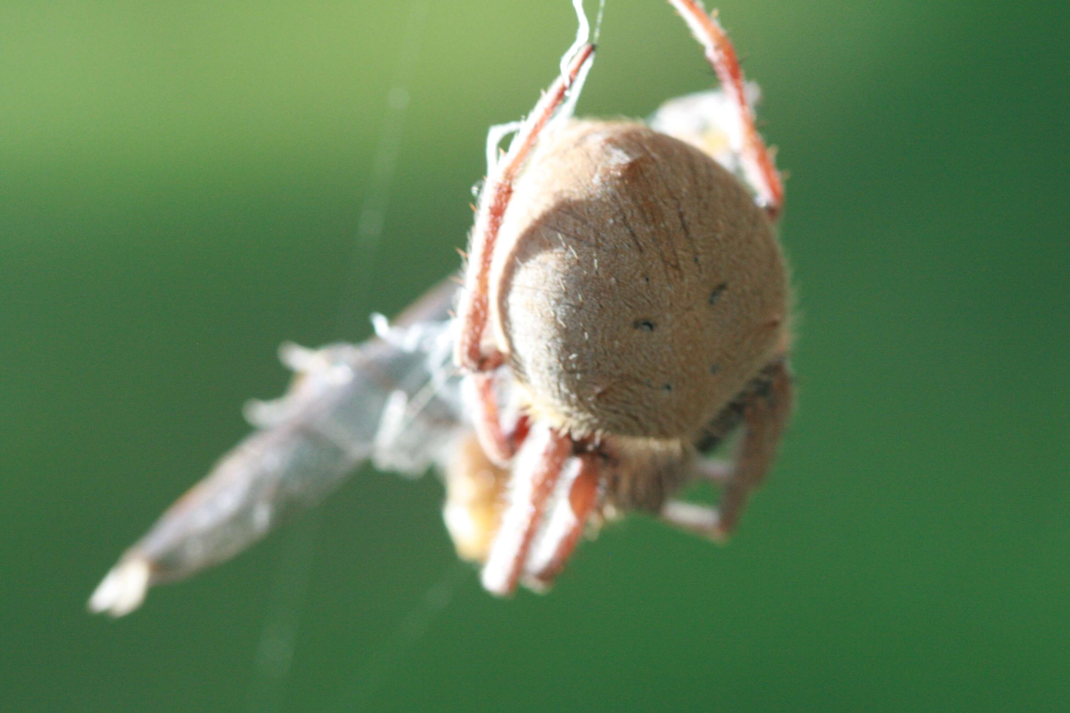 Image of Eriophora transmarina (Keyserling 1865)