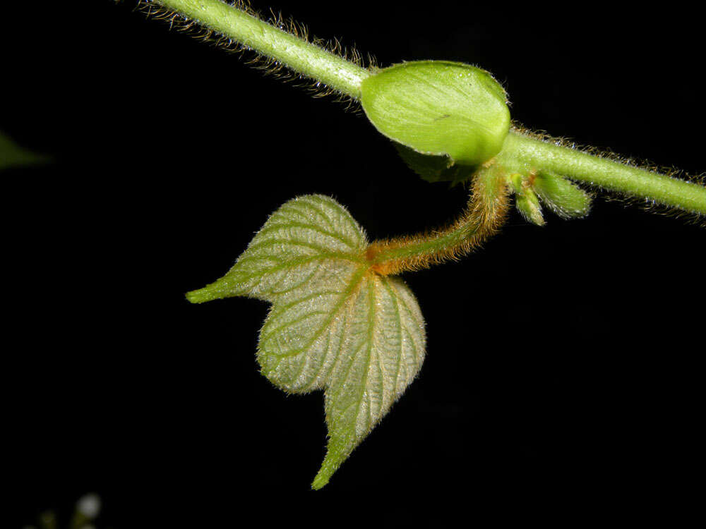 Image of Dalechampia osana Armbr.